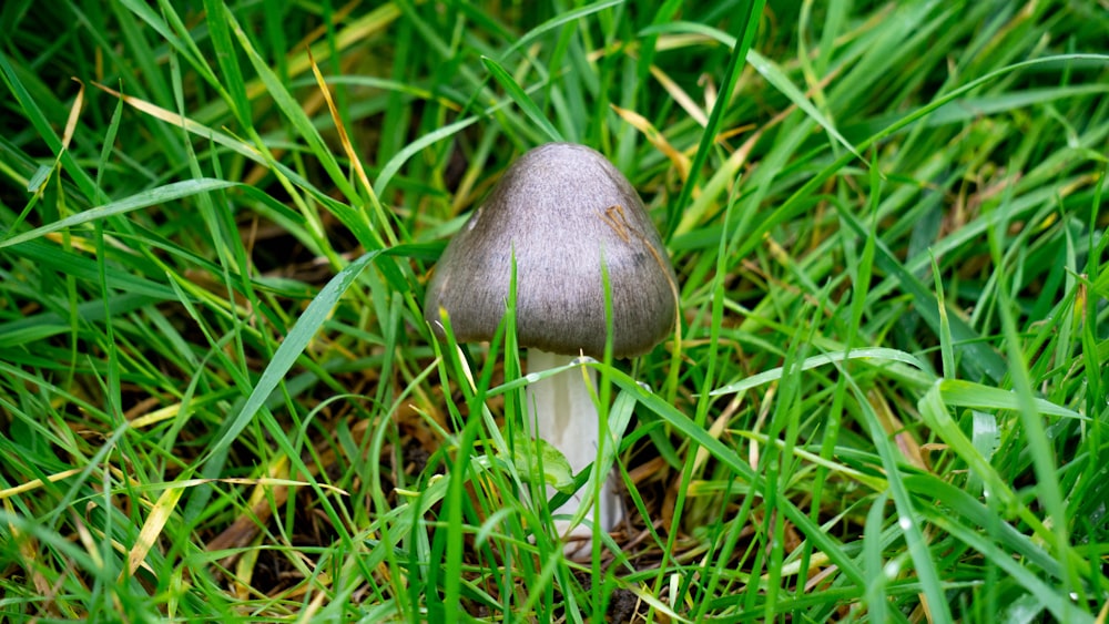 a small mushroom sitting in the grass