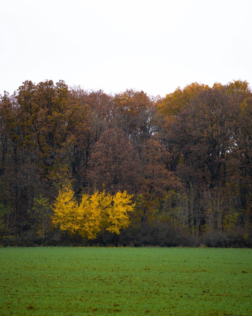 a lone tree in a green field with trees in the background