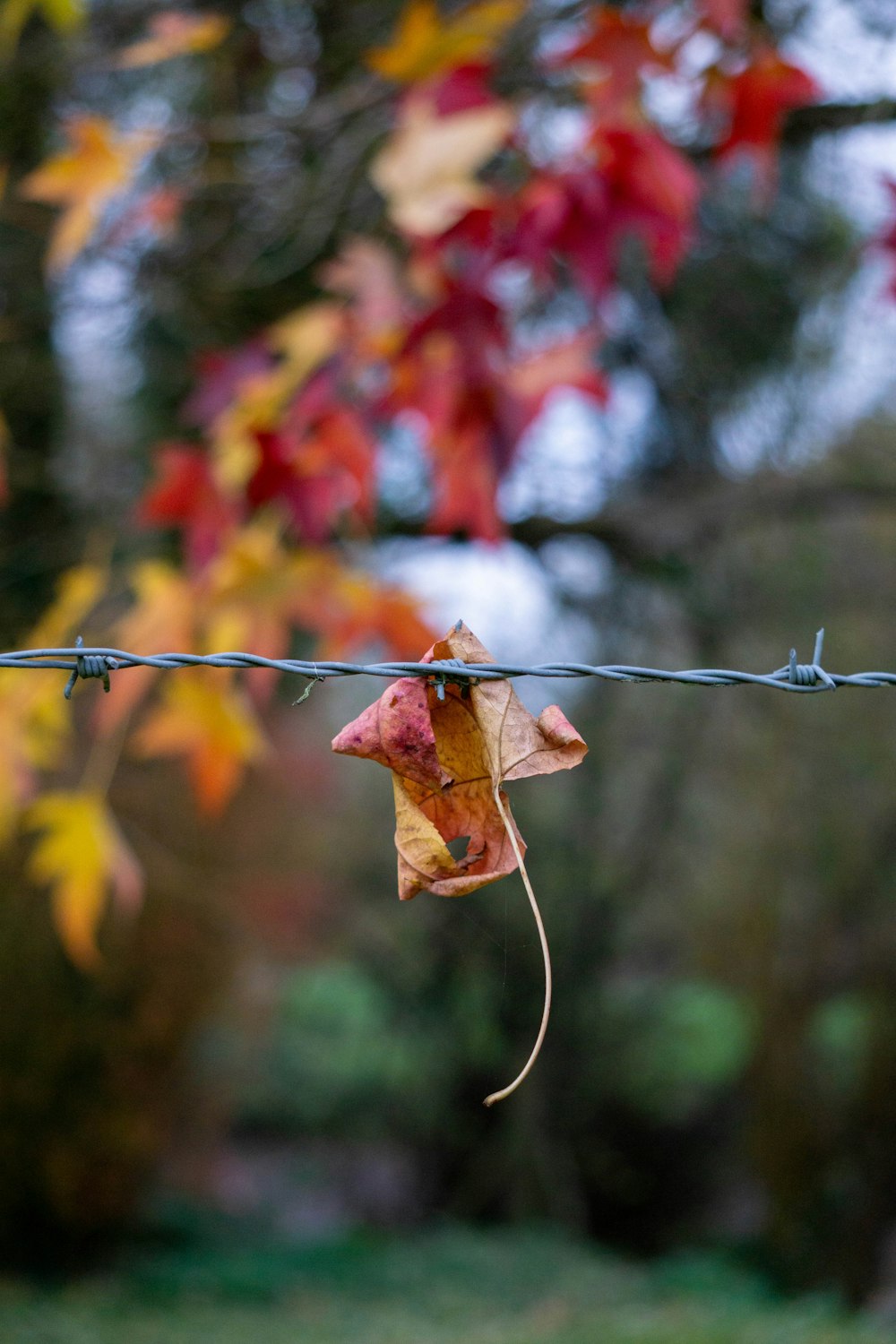 a leaf that is hanging on a wire