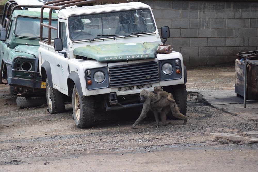 a monkey sitting on the ground next to a truck
