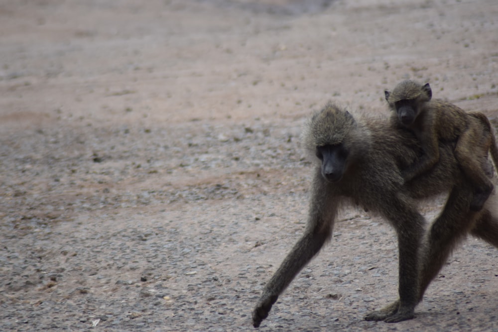 a couple of monkeys walking across a dirt field