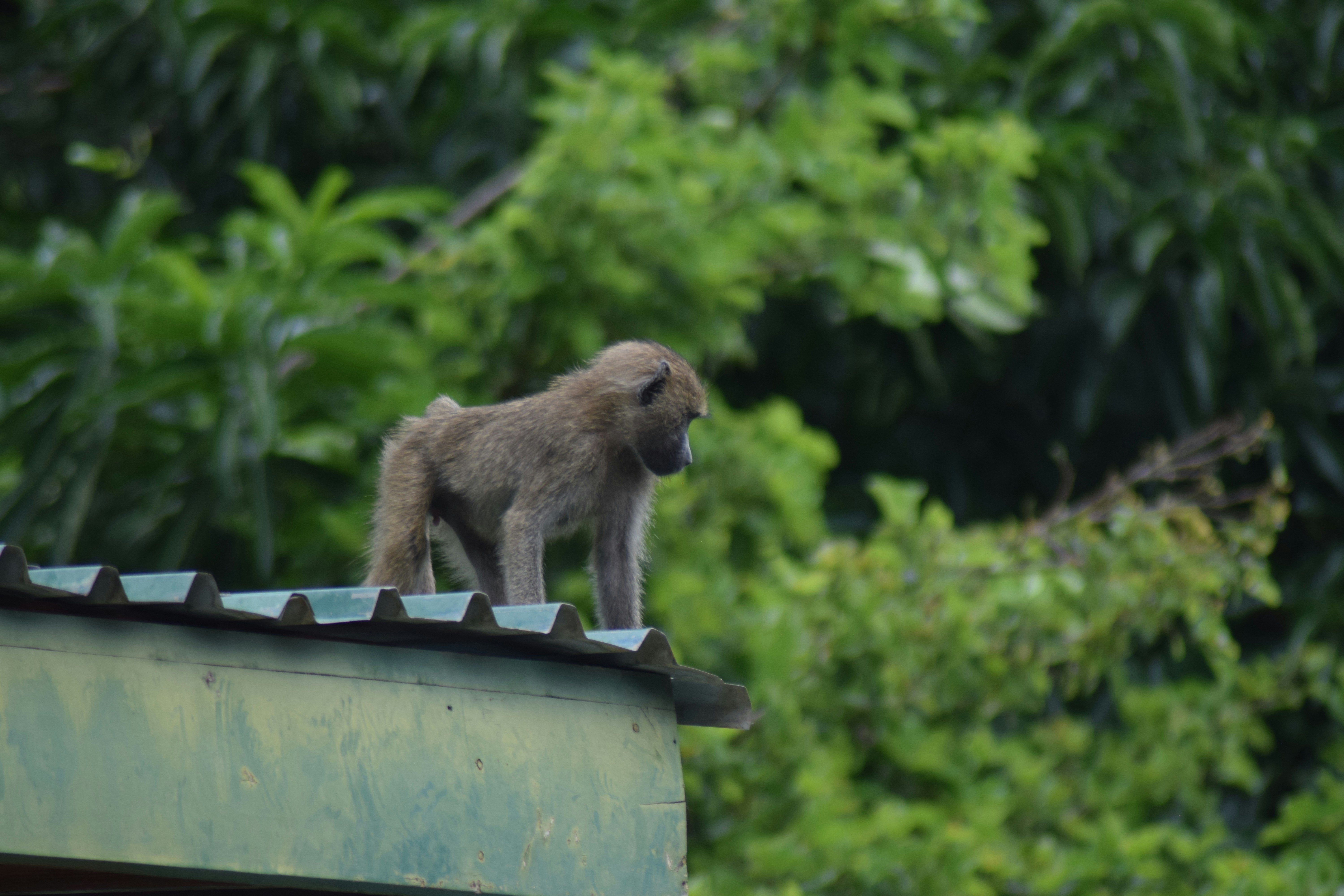 Un petit singe debout au sommet d’un toit