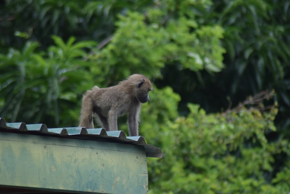a small monkey standing on top of a roof