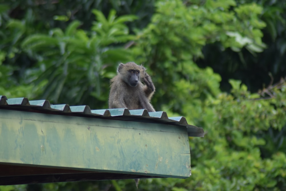 a monkey sitting on top of a metal roof