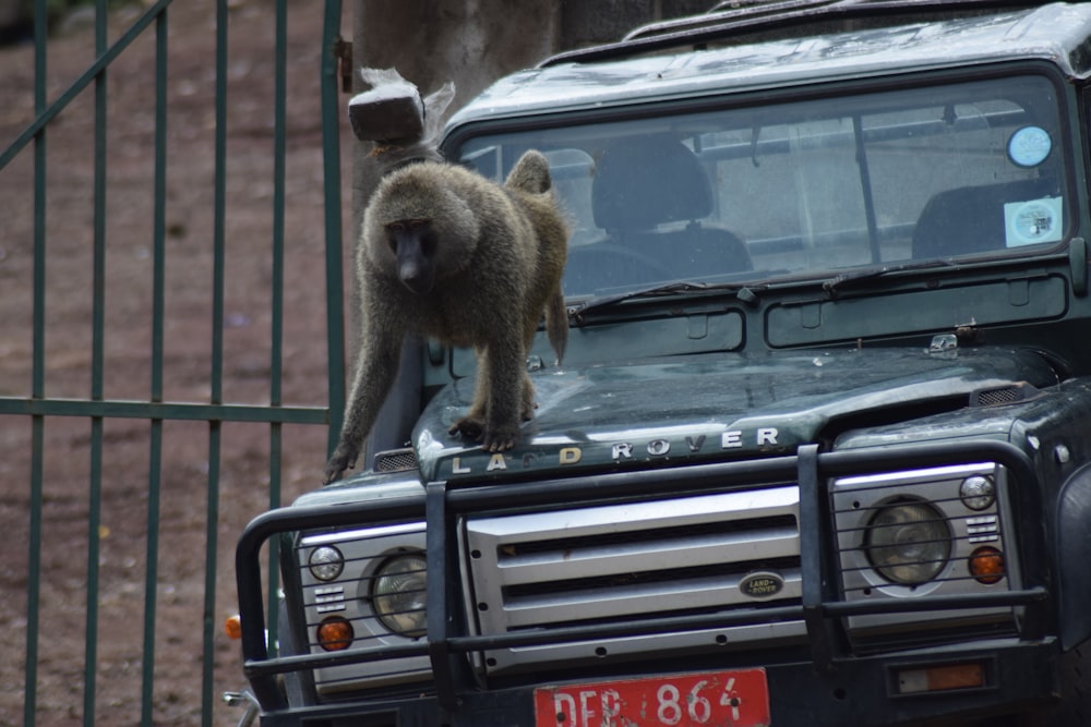 a monkey standing on the hood of a vehicle