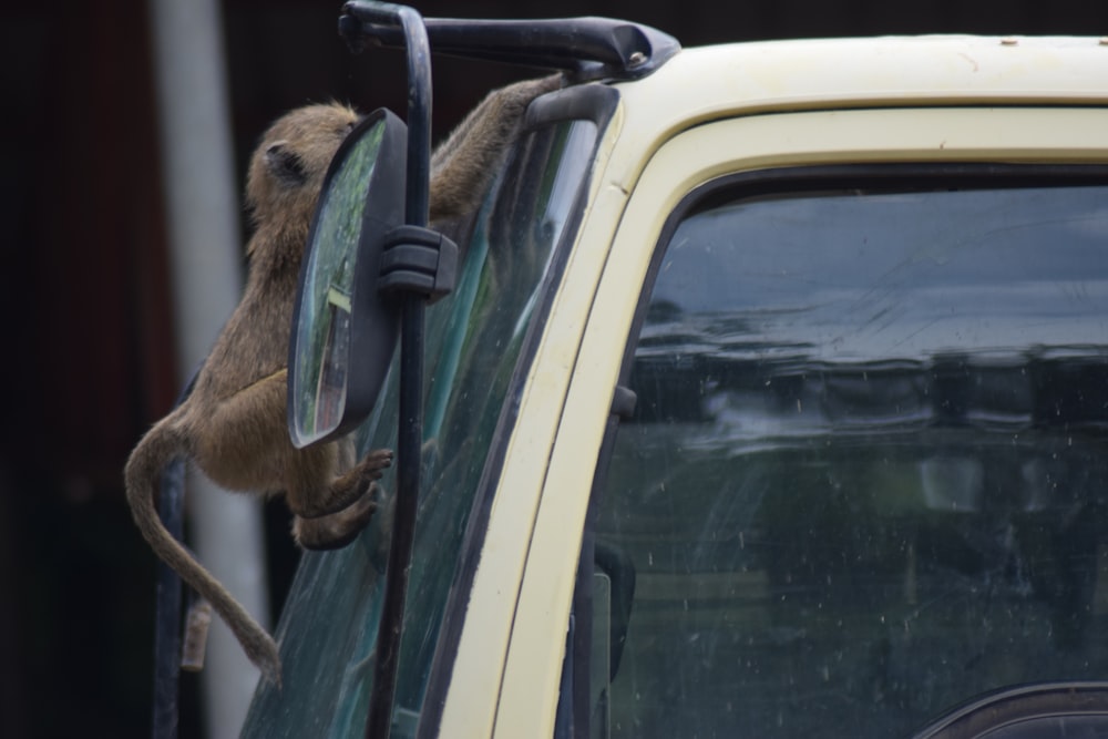 a monkey hanging out of the window of a truck