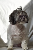 A small dog with fluffy fur and a topknot sits against a plain, light-colored background. The fur is mostly white with some darker patches around the face and ears.