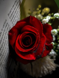 A vibrant red rose is positioned against a background of text and accompanied by small, delicate white flowers. The petals of the rose are rich and velvety, showcasing a deep crimson hue.