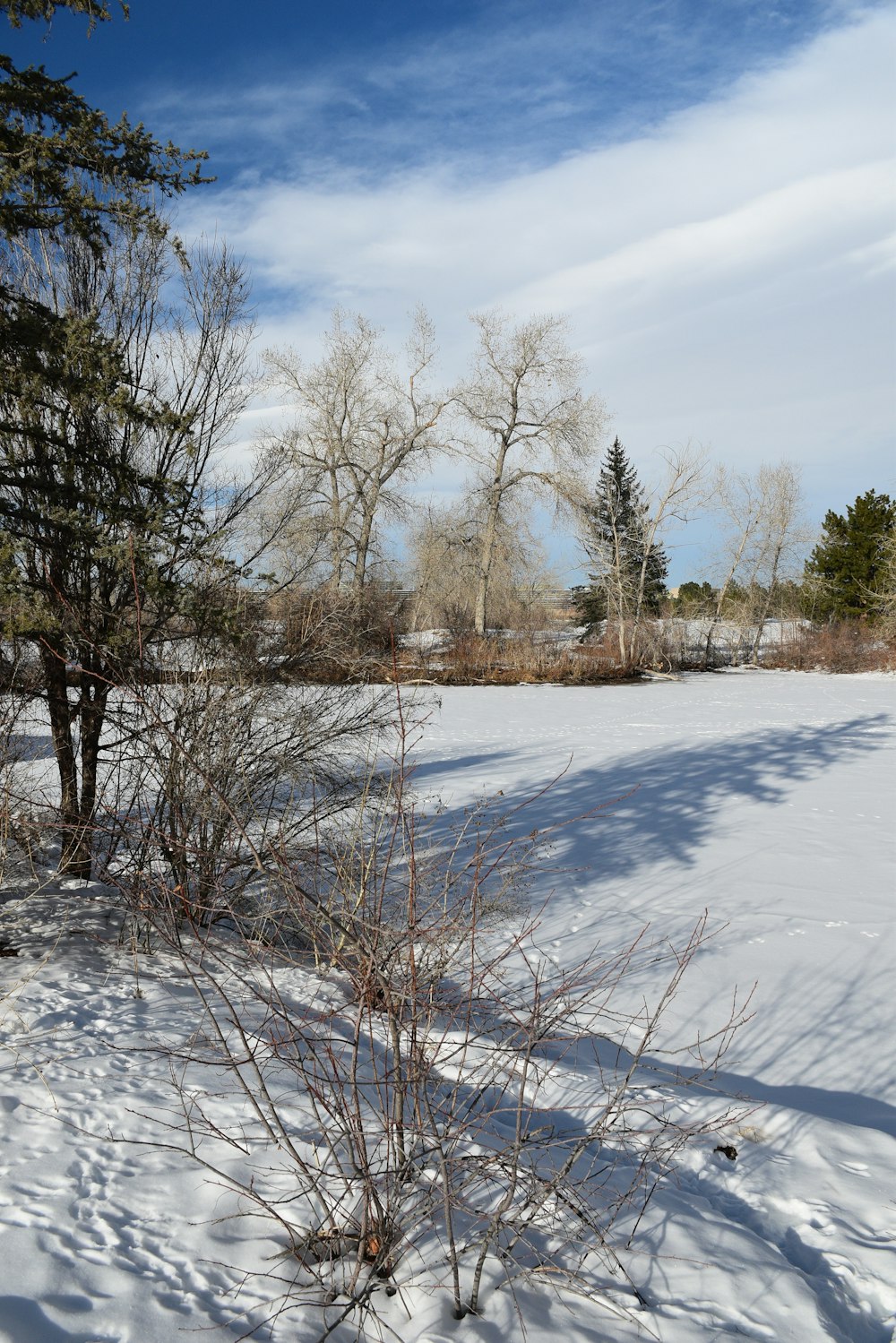 a snow covered field with trees and bushes