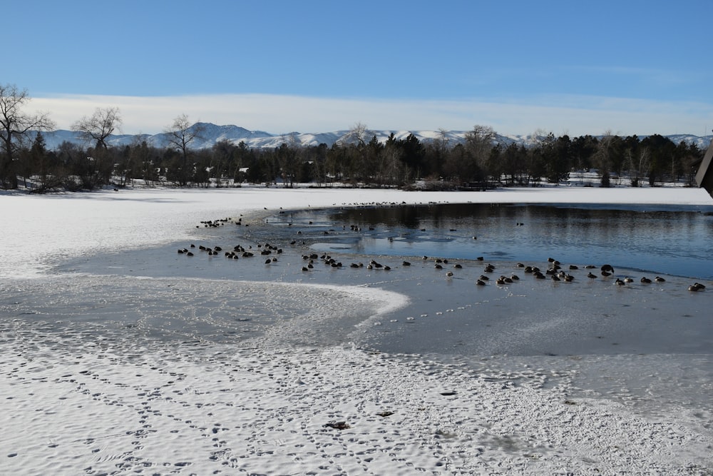 a flock of birds standing on top of a frozen lake