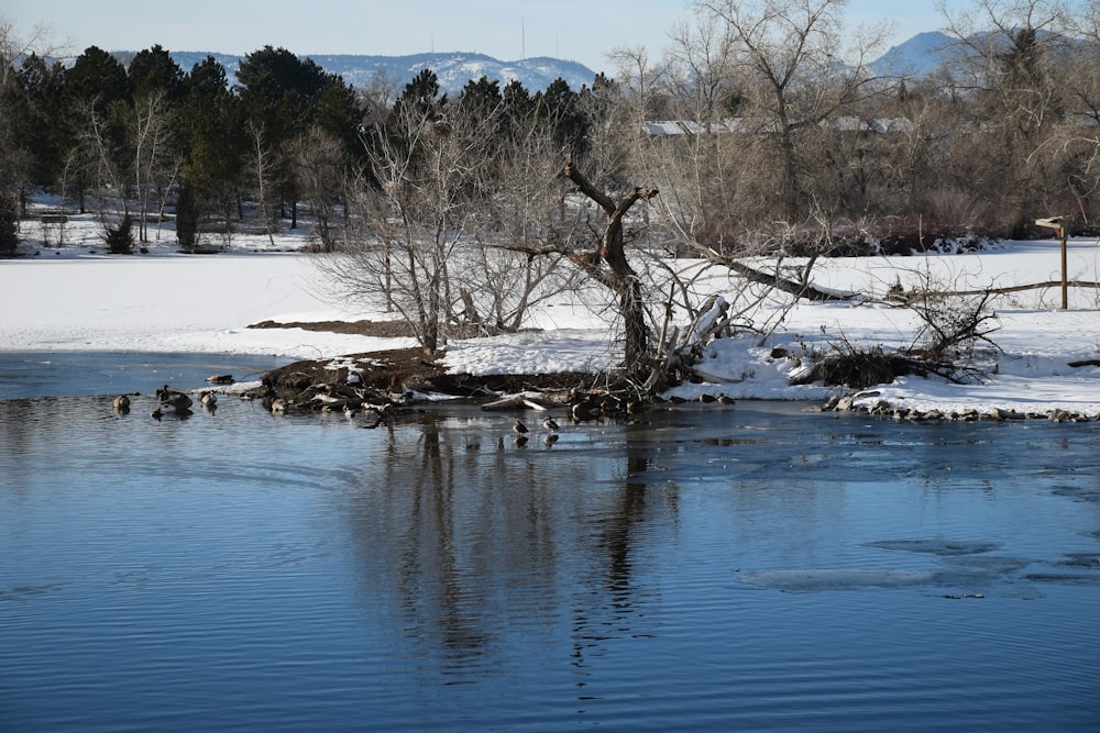 a body of water surrounded by trees and snow