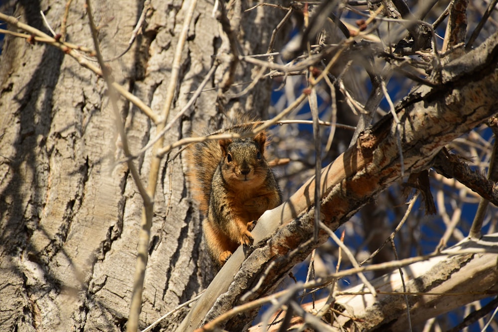 a squirrel is sitting on a tree branch