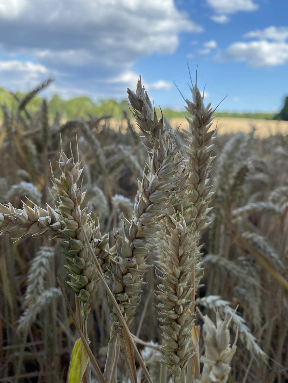 a field of wheat with a blue sky in the background