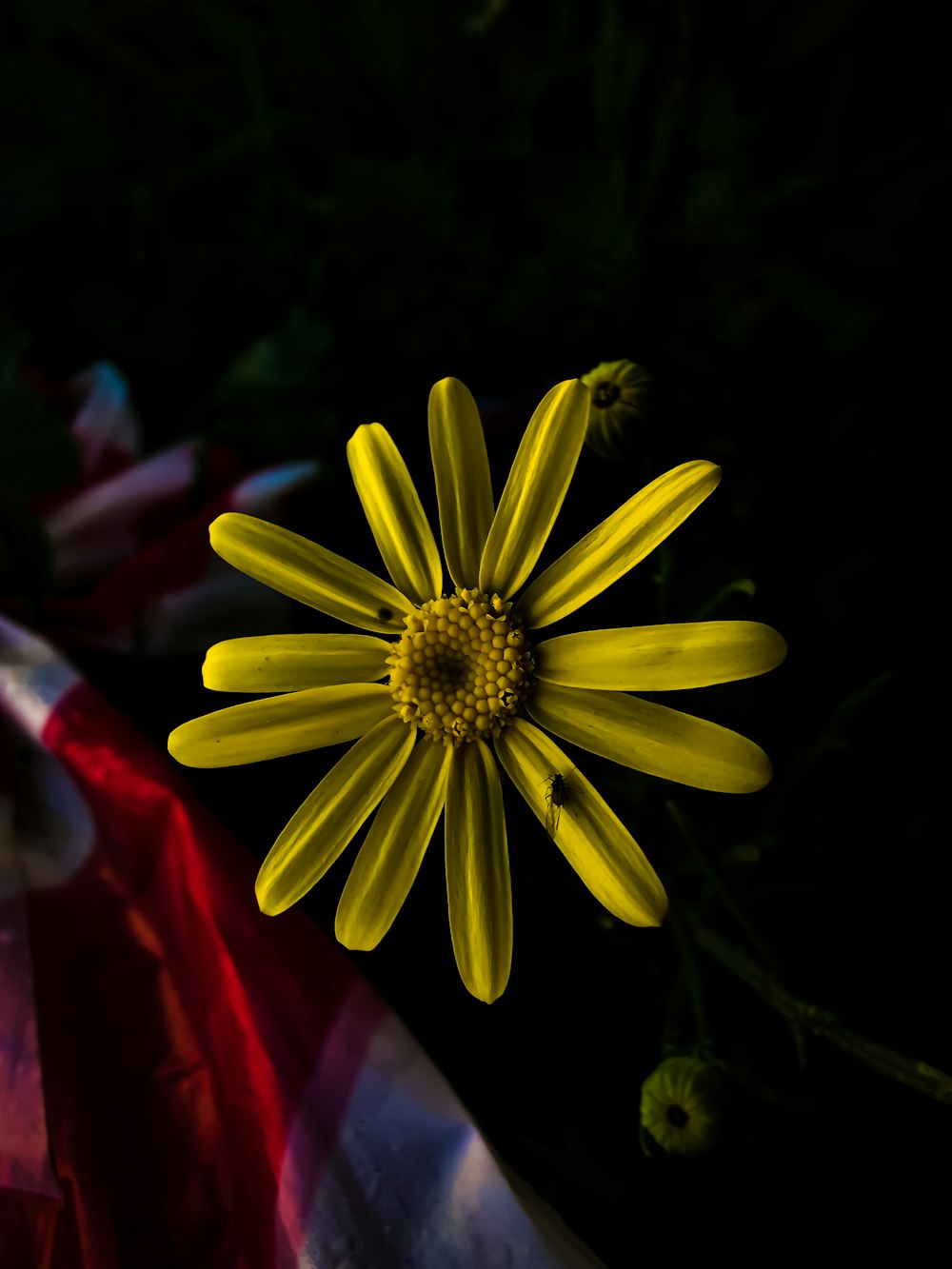 a yellow flower sitting on top of a table