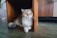 A happy cat lounging on a clean, sustainable litter box.