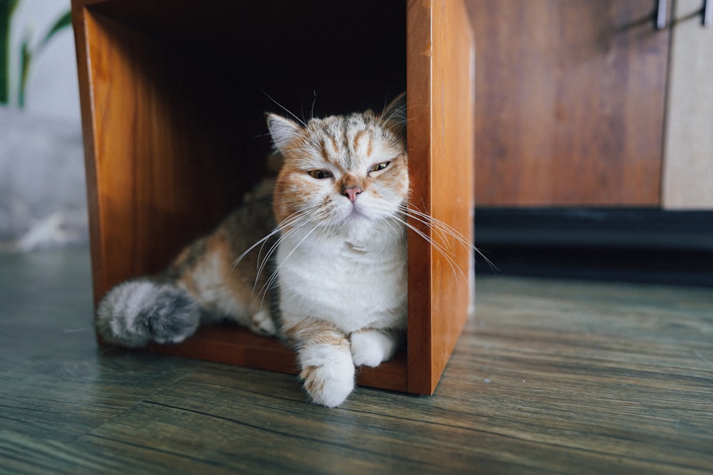an orange and white cat sitting inside of a wooden cabinet