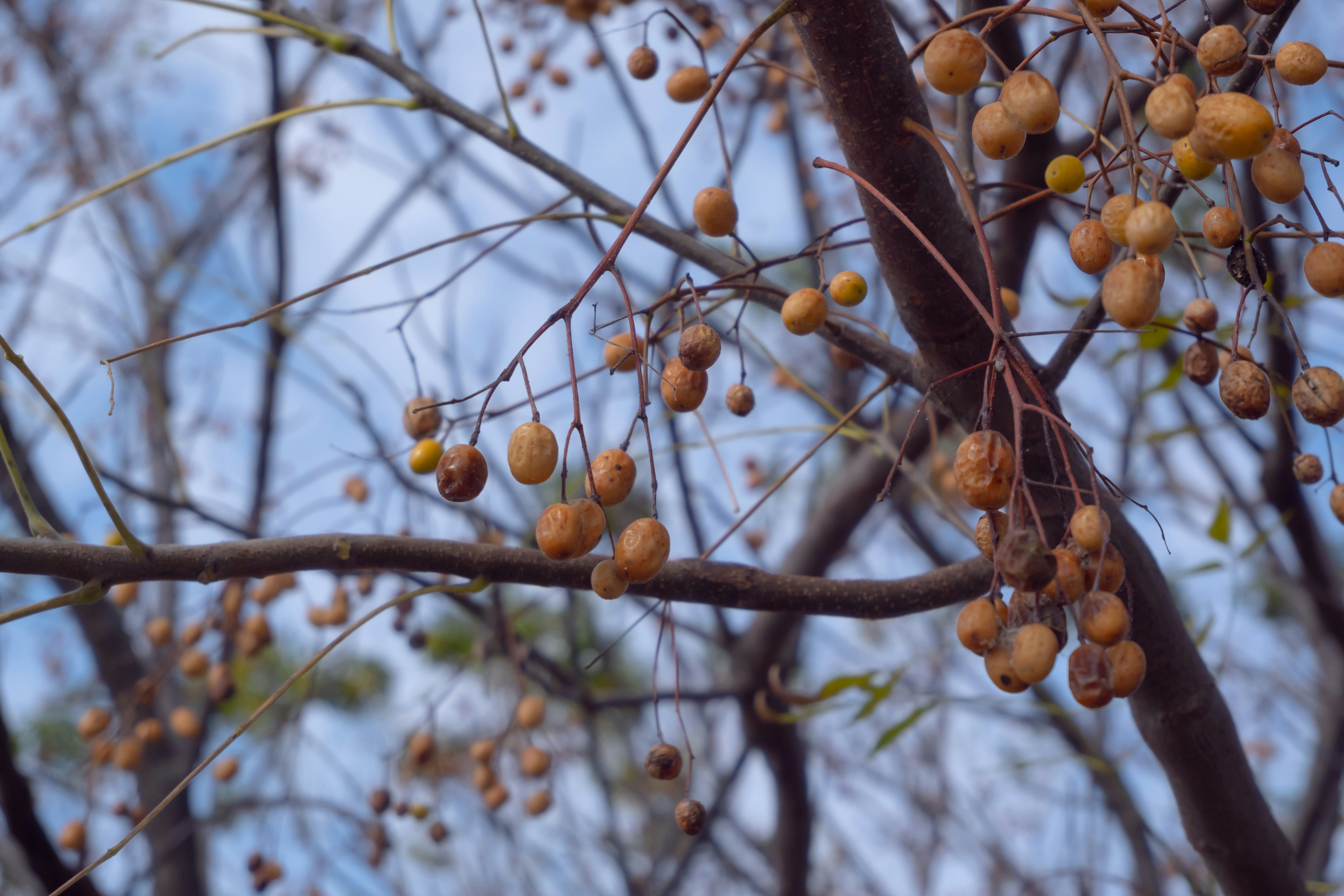 a bunch of fruit hanging from a tree