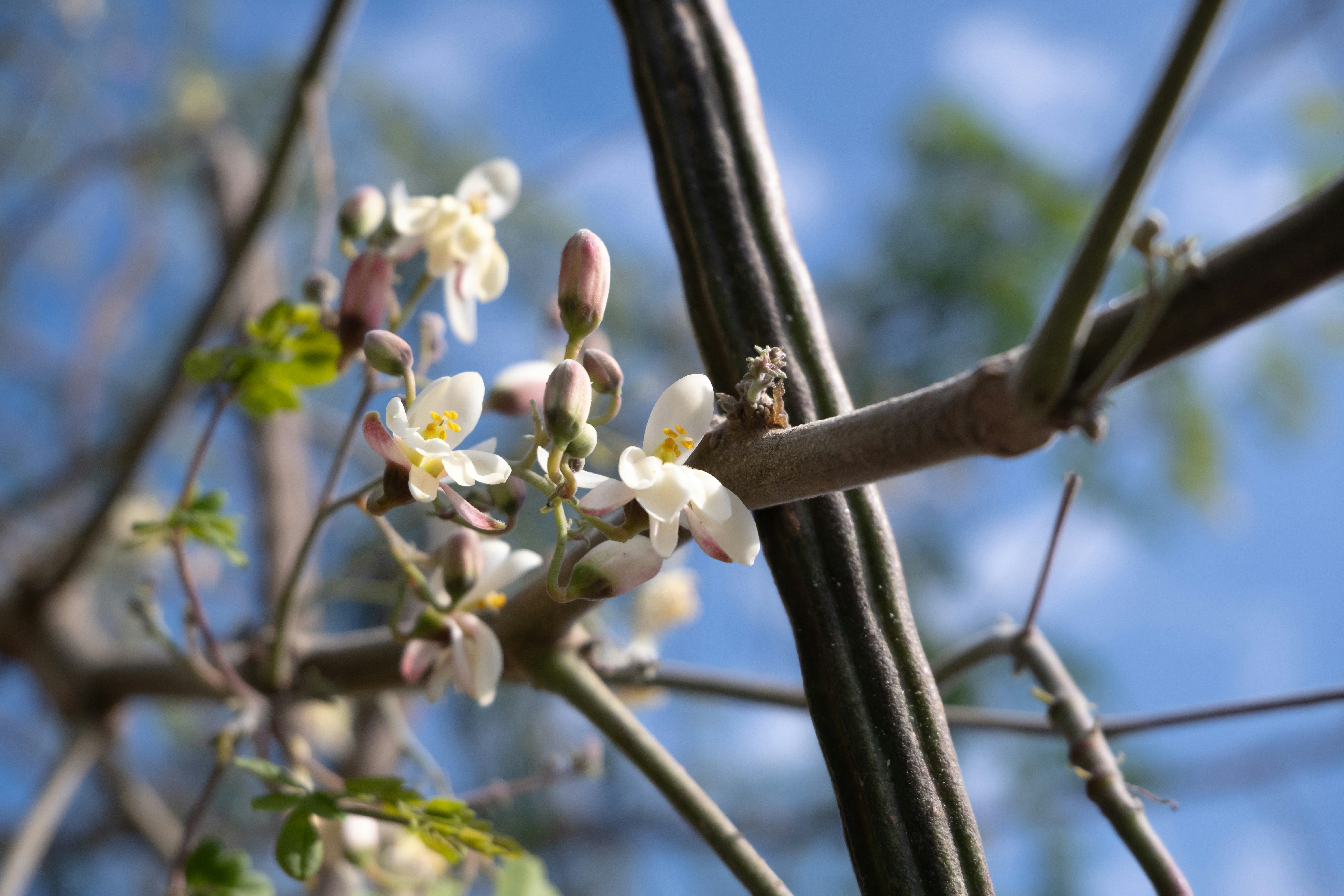 a branch of a tree with white flowers