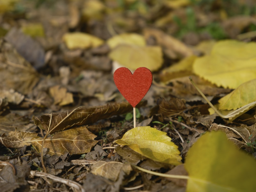 a red heart shaped pin sitting on top of a pile of leaves