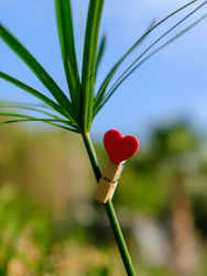 a red heart on a green plant with a blue sky in the background