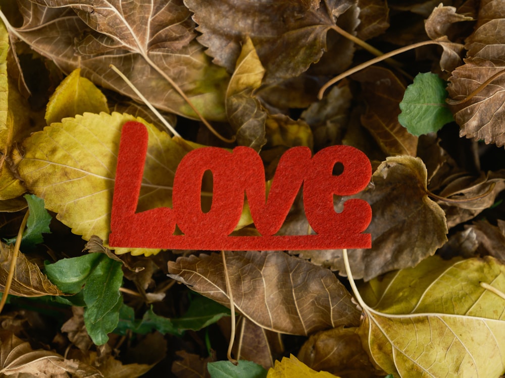 the word love spelled with red felt on a bed of leaves