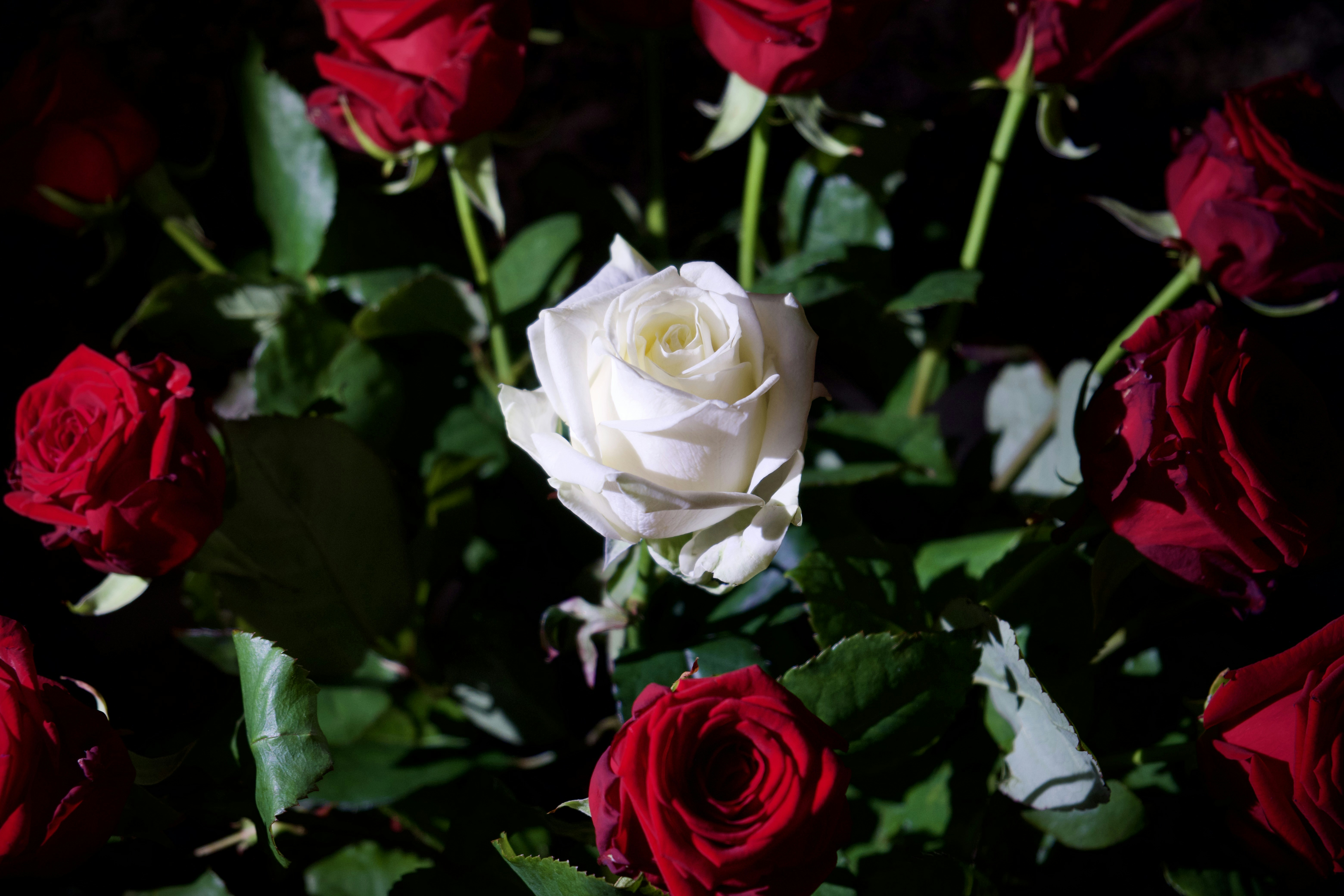 Photo by haberdoedas2