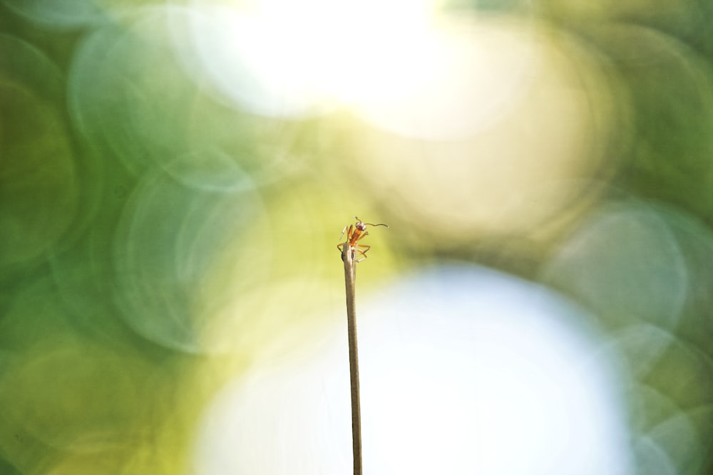 une petite plante avec une longue tige devant un fond flou