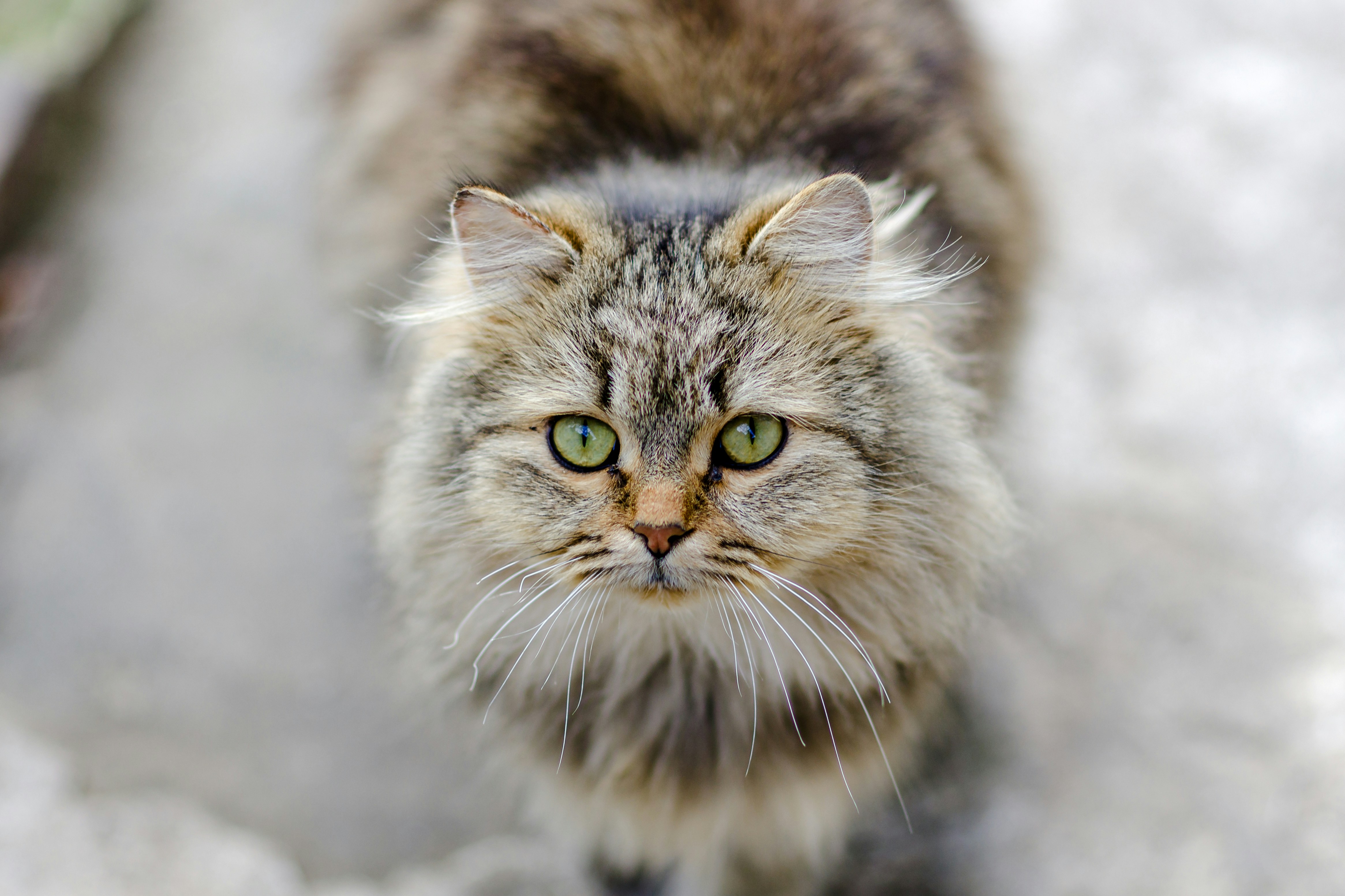 Photo by malygos6000