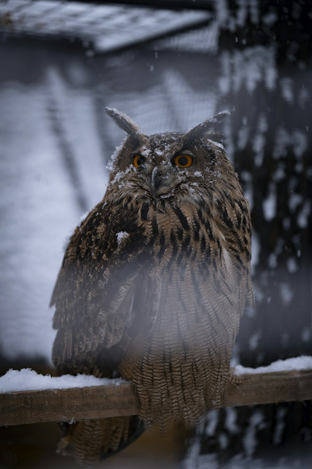 an owl sitting on top of a wooden fence