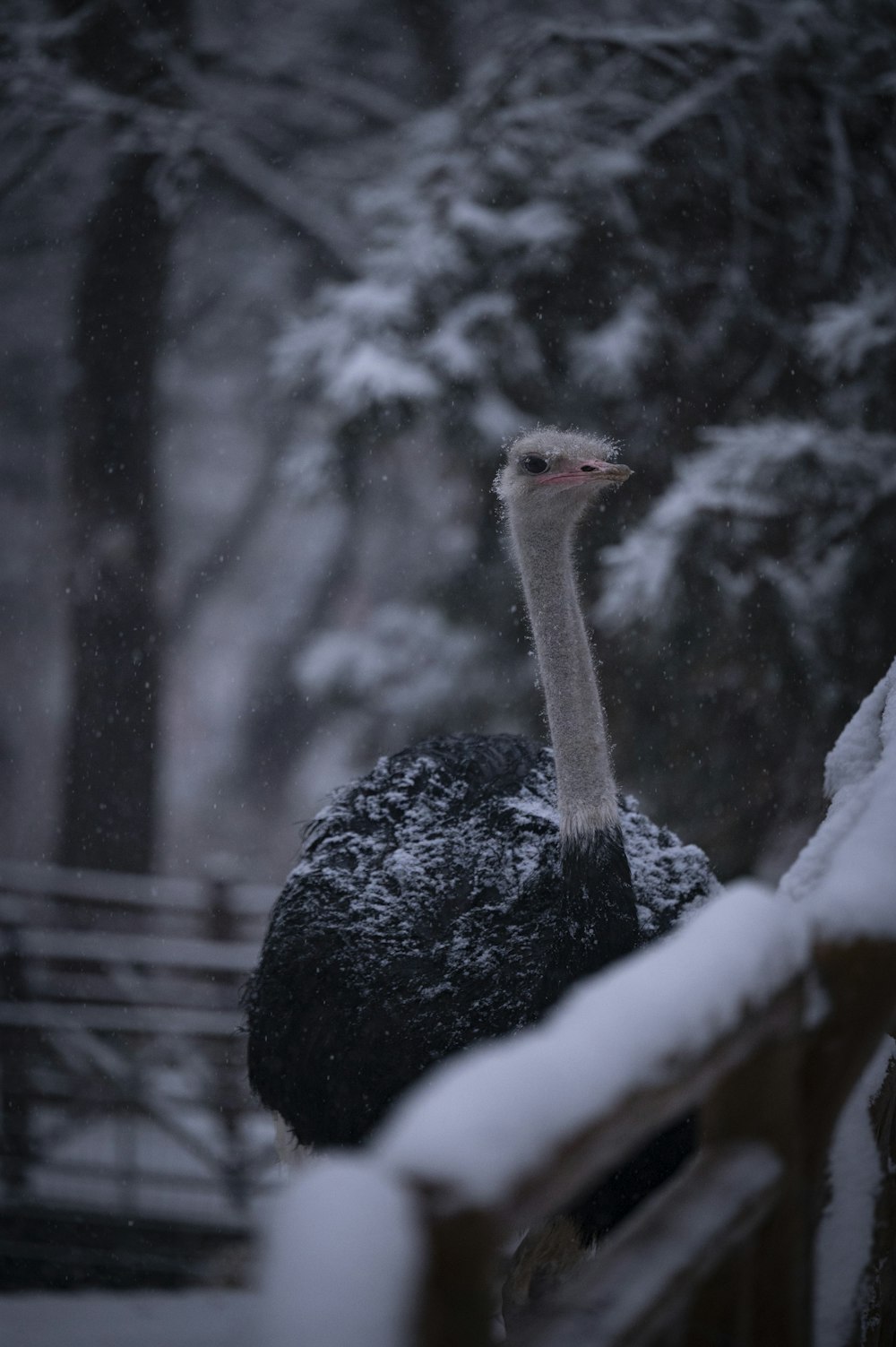 an ostrich is standing in the snow