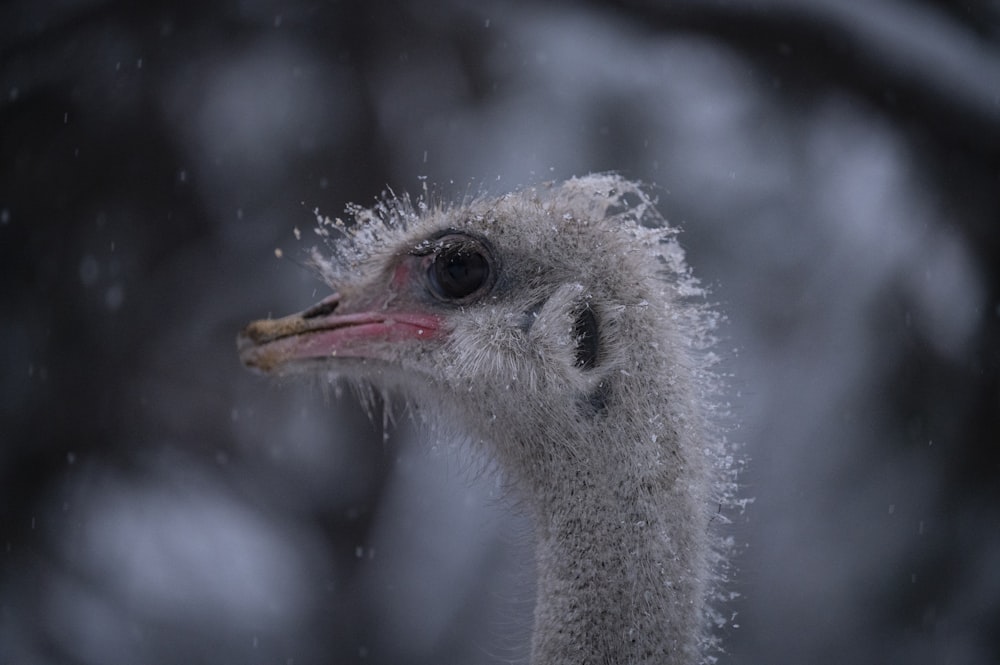 a close up of a bird in the snow