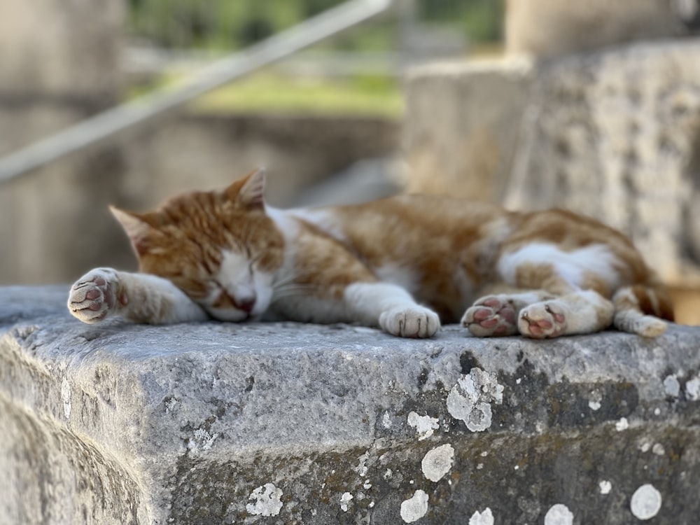 an orange and white cat laying on top of a stone wall