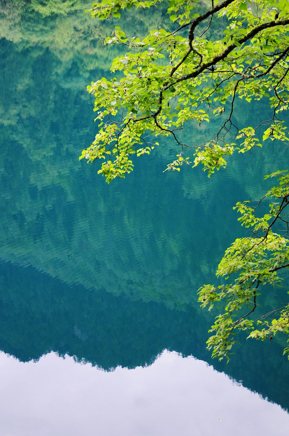 a view of a body of water with trees in the foreground