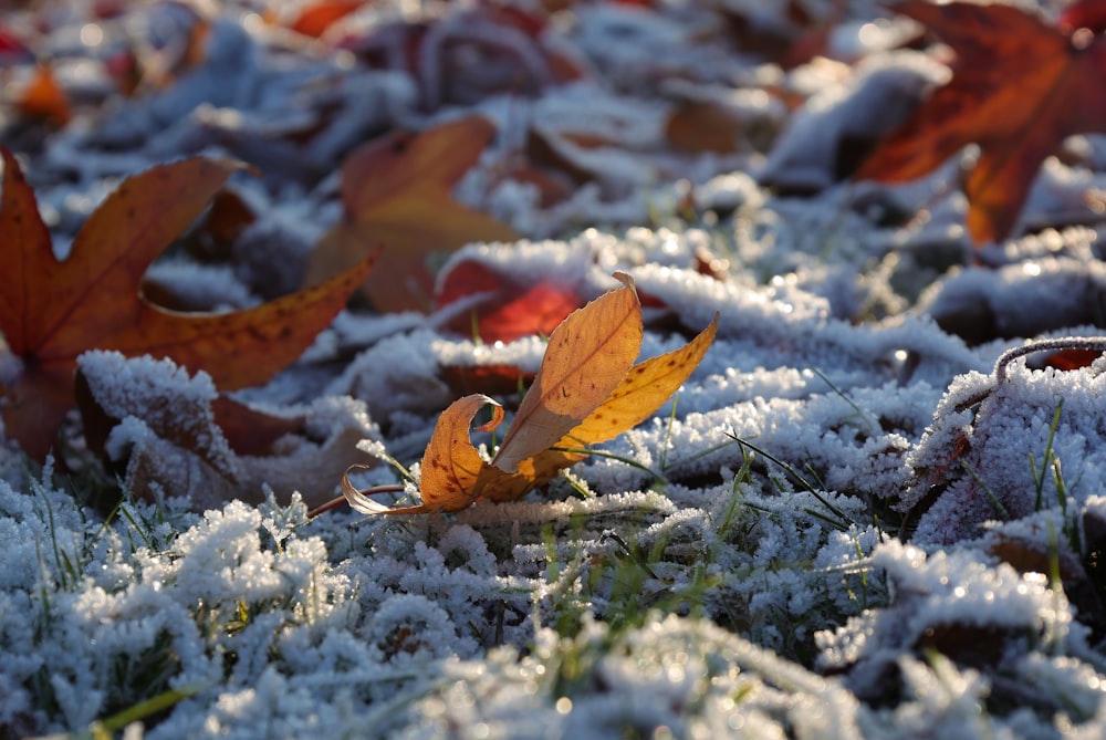 a yellow leaf sitting on top of a field covered in snow