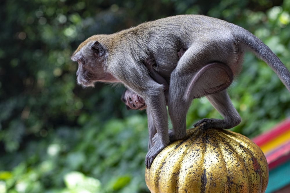 a monkey sitting on top of a golden ball