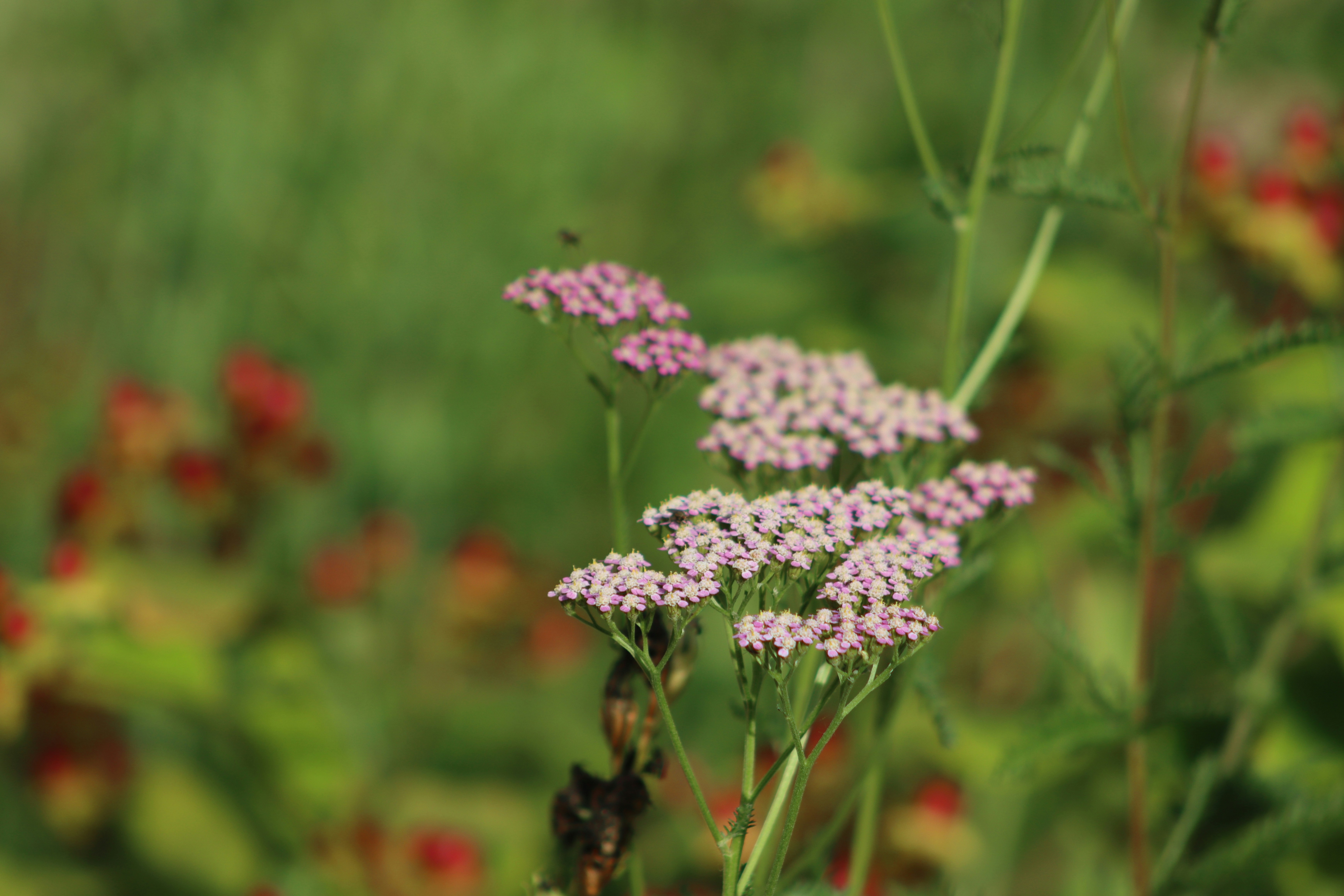 Photo by thaisrenzibragheroli