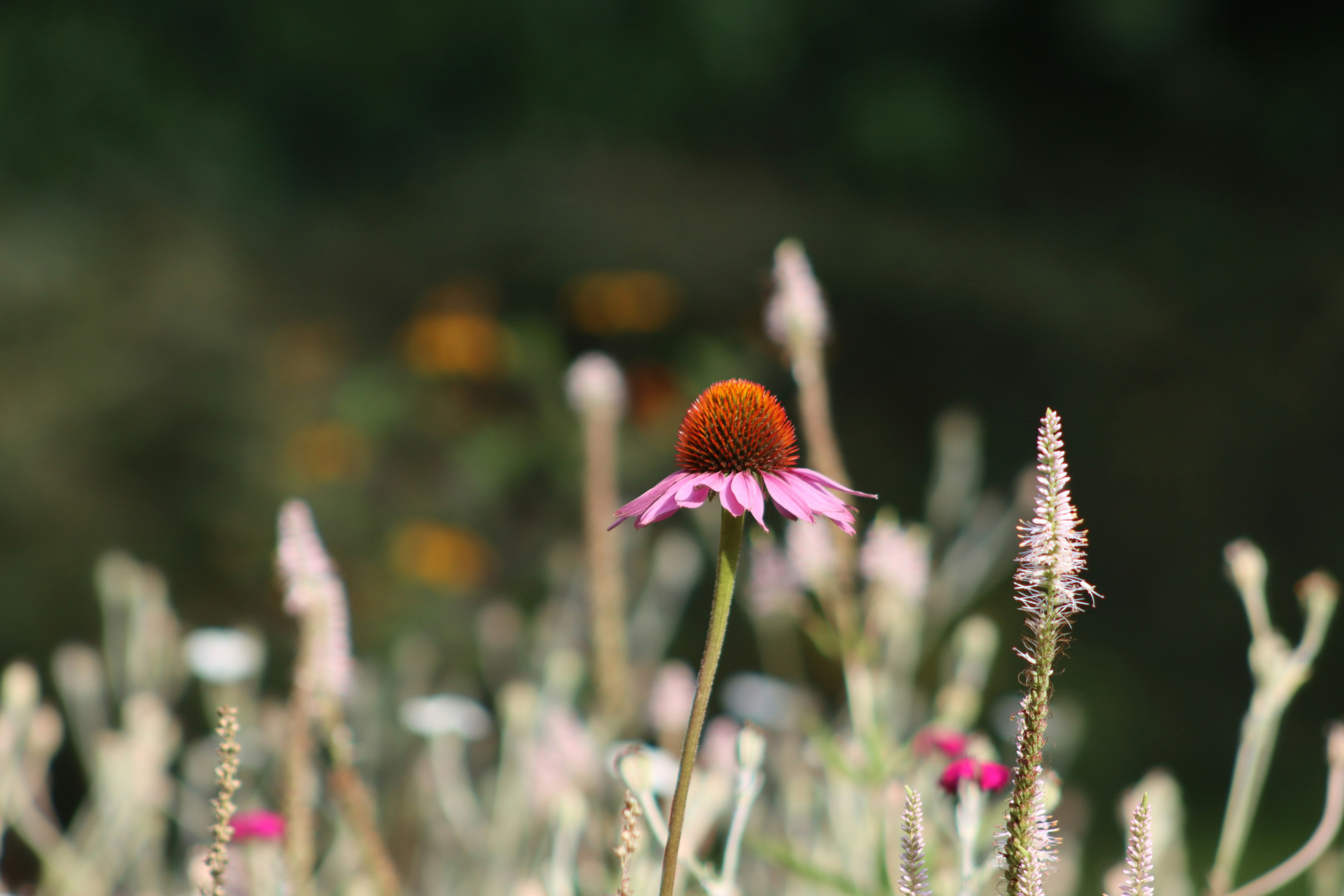 Photo by thaisrenzibragheroli