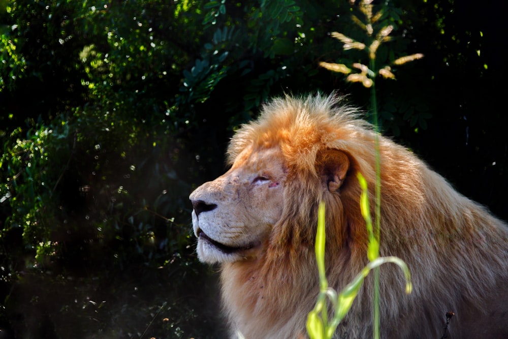 a close up of a lion near some trees