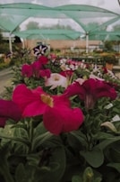 Brightly colored flowers, primarily pink, are in the foreground with green leaves. A nursery or garden center setting is covered by green netting above, with blurred natural scenery and structures in the background.