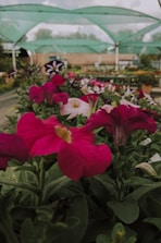 Brightly colored flowers, primarily pink, are in the foreground with green leaves. A nursery or garden center setting is covered by green netting above, with blurred natural scenery and structures in the background.
