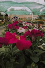 Brightly colored flowers, primarily pink, are in the foreground with green leaves. A nursery or garden center setting is covered by green netting above, with blurred natural scenery and structures in the background.