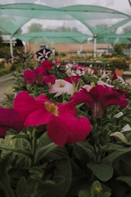 Brightly colored flowers, primarily pink, are in the foreground with green leaves. A nursery or garden center setting is covered by green netting above, with blurred natural scenery and structures in the background.