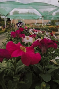 Brightly colored flowers, primarily pink, are in the foreground with green leaves. A nursery or garden center setting is covered by green netting above, with blurred natural scenery and structures in the background.