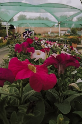 Brightly colored flowers, primarily pink, are in the foreground with green leaves. A nursery or garden center setting is covered by green netting above, with blurred natural scenery and structures in the background.