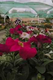 Brightly colored flowers, primarily pink, are in the foreground with green leaves. A nursery or garden center setting is covered by green netting above, with blurred natural scenery and structures in the background.