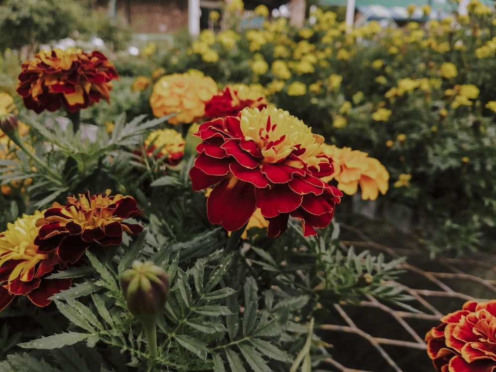 a field full of red and yellow flowers