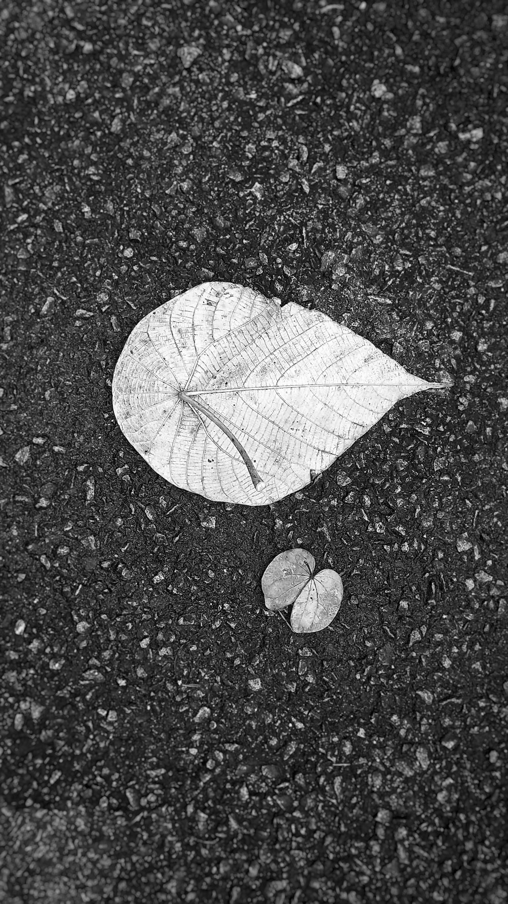 a fallen leaf on the ground next to a pair of shoes