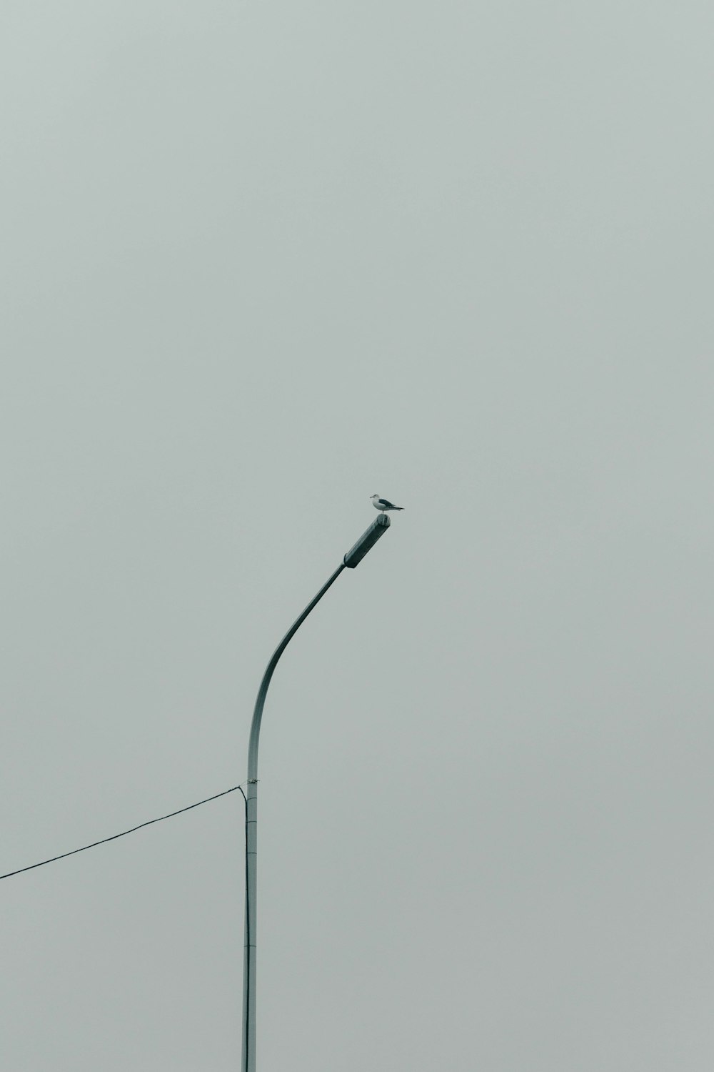 a street light with a bird sitting on top of it