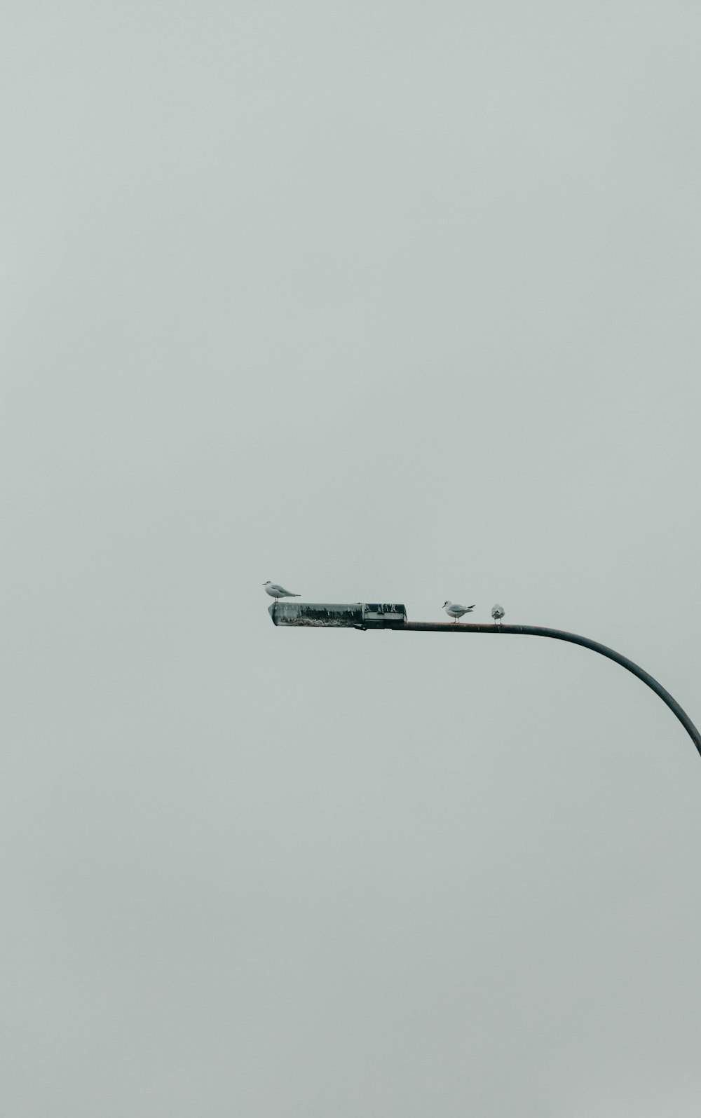 a street light with a bird on top of it