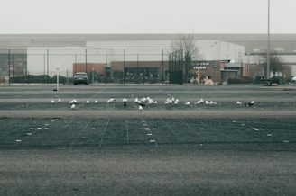 A flock of birds, likely seagulls, is gathered on a large, empty parking lot with visible markings on the ground. In the background, there are industrial buildings and a parked car. The sky appears overcast, contributing to a muted and calm atmosphere.